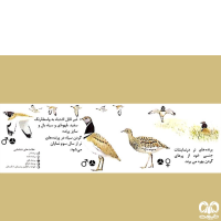 گونه زنگوله‌ بال Little Bustard